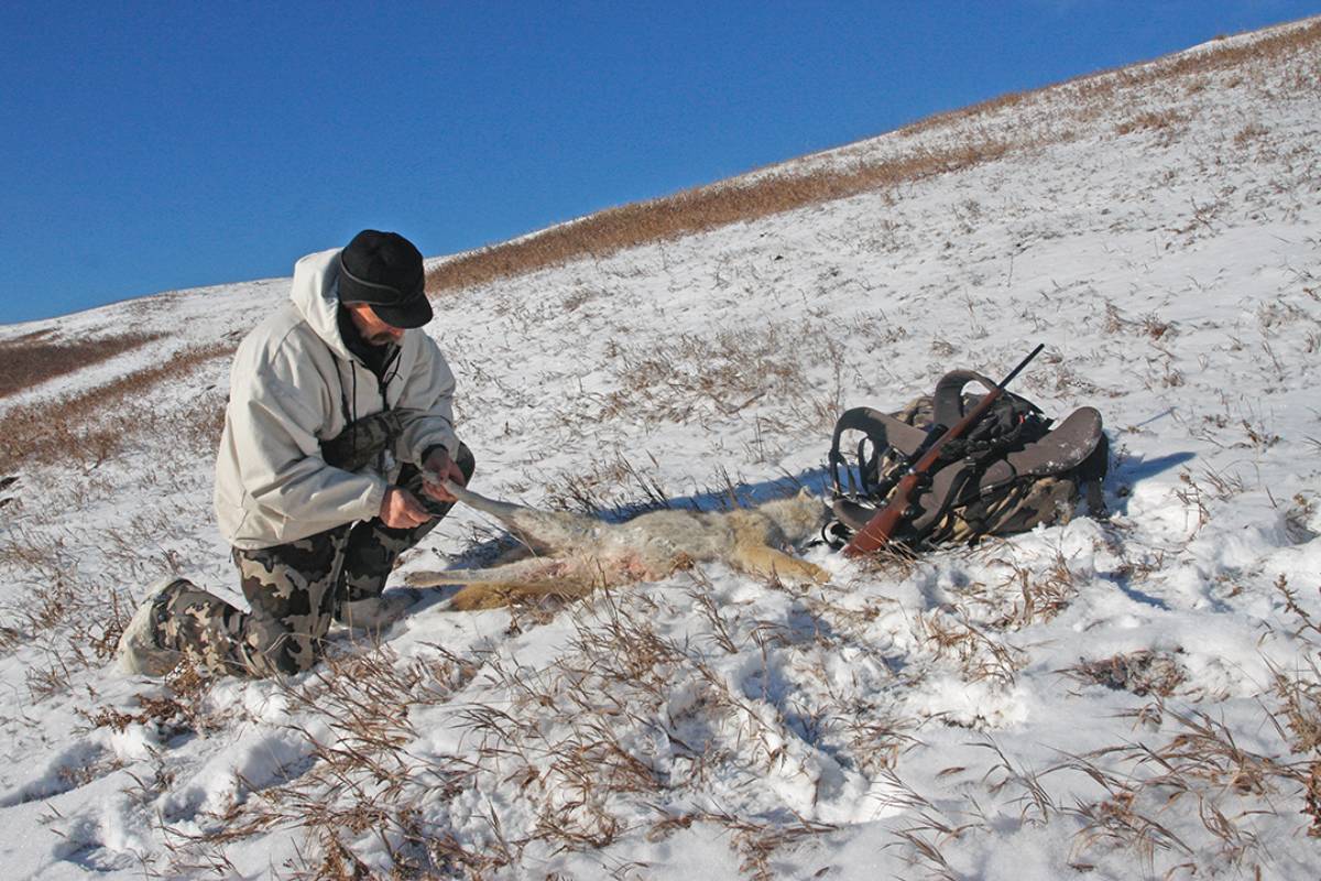 Predator hunters who are skilled at putting up fur can lighten their load by skinning animals on the fly, when the warm pelt is more easily removed.